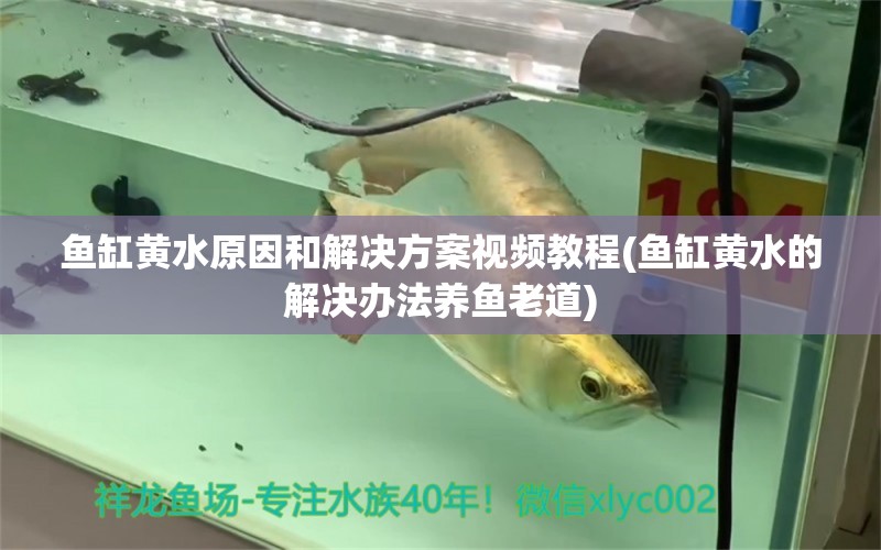 魚(yú)缸黃水原因和解決方案視頻教程(魚(yú)缸黃水的解決辦法養(yǎng)魚(yú)老道)