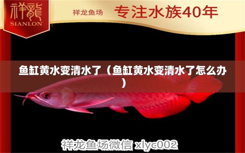 魚缸黃水變清水了（魚缸黃水變清水了怎么辦） 喂食器