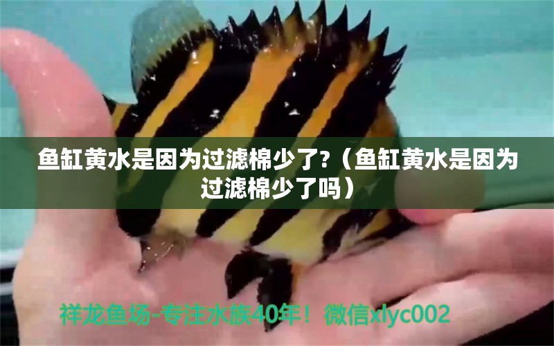 魚缸黃水是因?yàn)檫^濾棉少了?（魚缸黃水是因?yàn)檫^濾棉少了嗎） 觀賞魚市場（混養(yǎng)魚）