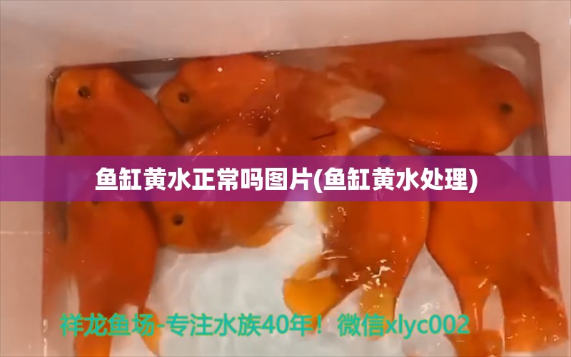 魚缸黃水正常嗎圖片(魚缸黃水處理) 黃鰭鯧魚