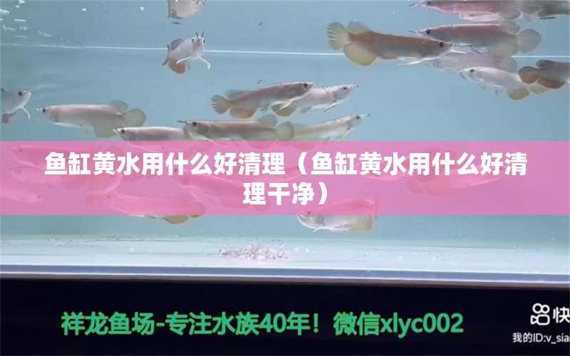 魚缸黃水用什么好清理（魚缸黃水用什么好清理干凈）