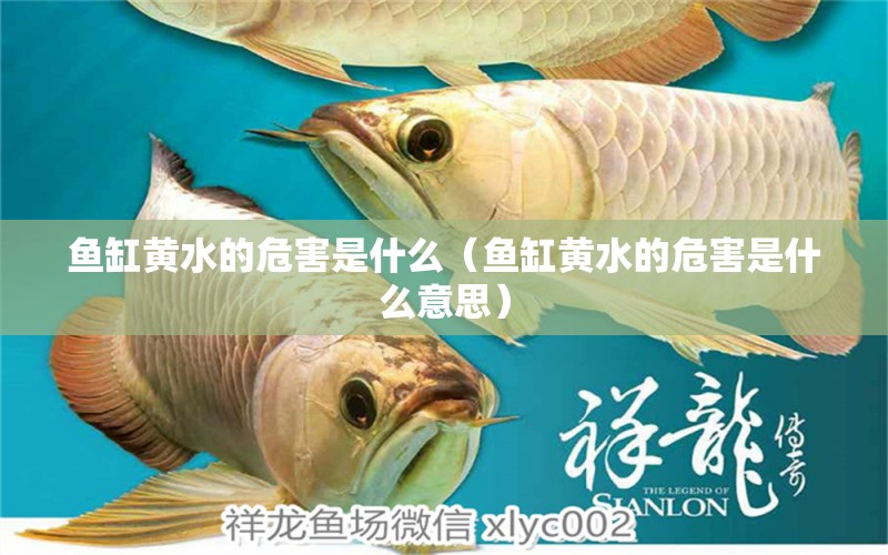 魚缸黃水的危害是什么（魚缸黃水的危害是什么意思） 申古銀版魚