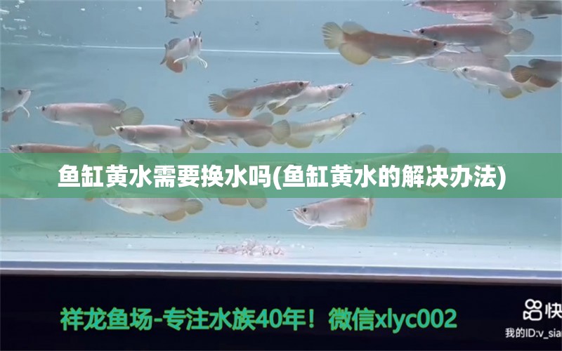 魚缸黃水需要換水嗎(魚缸黃水的解決辦法) 三間鼠魚苗