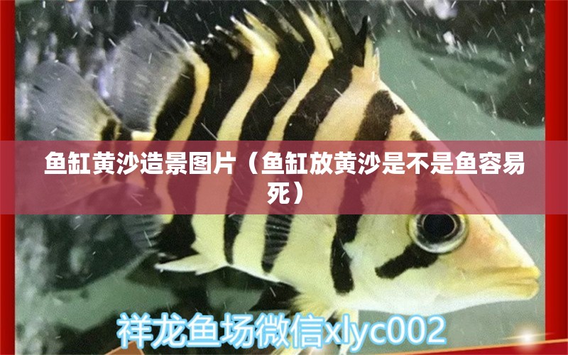 魚缸黃沙造景圖片（魚缸放黃沙是不是魚容易死）