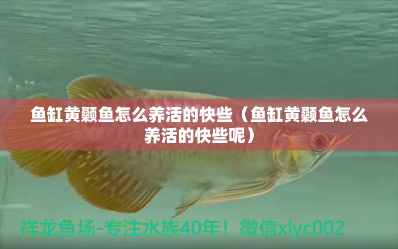 魚缸黃顙魚怎么養(yǎng)活的快些（魚缸黃顙魚怎么養(yǎng)活的快些呢）