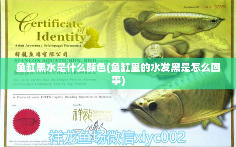 魚缸黑水是什么顏色(魚缸里的水發(fā)黑是怎么回事) 白化火箭