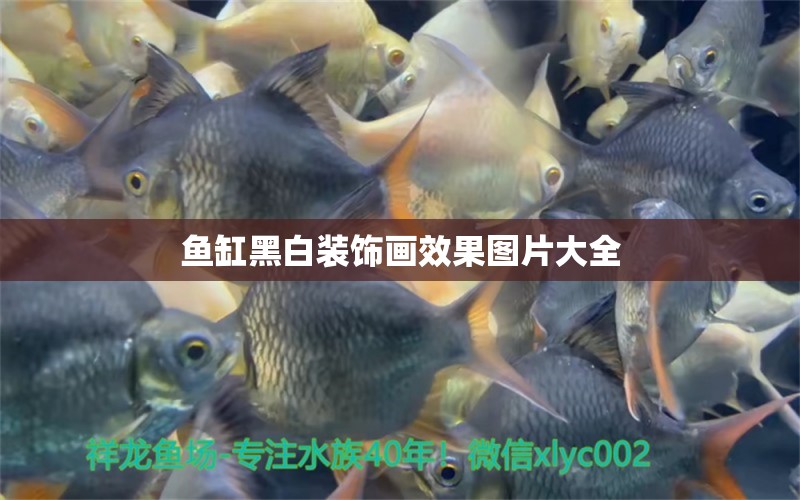 魚缸黑白裝飾畫效果圖片大全