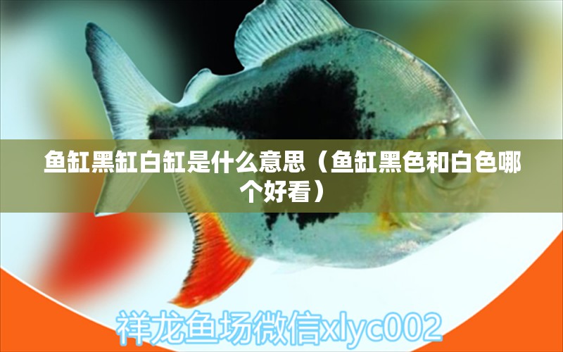 魚缸黑缸白缸是什么意思（魚缸黑色和白色哪個好看） 廣州觀賞魚批發(fā)市場