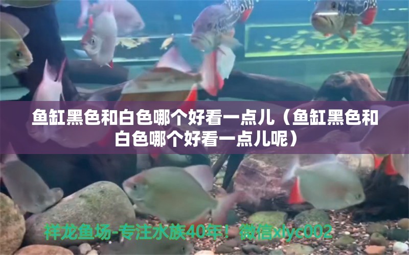 魚缸黑色和白色哪個(gè)好看一點(diǎn)兒（魚缸黑色和白色哪個(gè)好看一點(diǎn)兒呢）