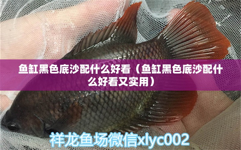 魚缸黑色底沙配什么好看（魚缸黑色底沙配什么好看又實(shí)用） 泰龐海蓮魚