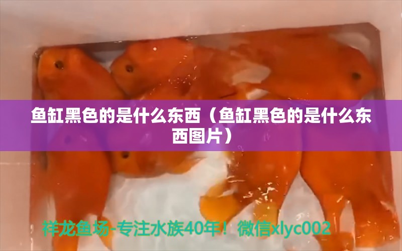 魚缸黑色的是什么東西（魚缸黑色的是什么東西圖片）