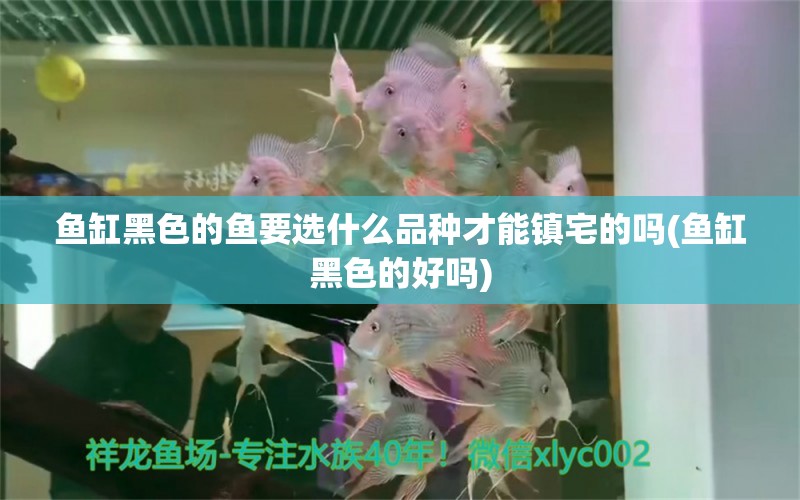 魚缸黑色的魚要選什么品種才能鎮(zhèn)宅的嗎(魚缸黑色的好嗎) 白寫錦鯉魚