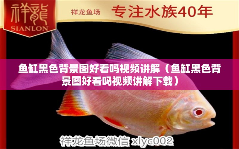 魚缸黑色背景圖好看嗎視頻講解（魚缸黑色背景圖好看嗎視頻講解下載）