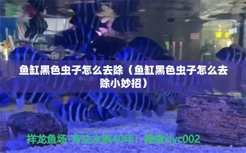 魚缸黑色蟲子怎么去除（魚缸黑色蟲子怎么去除小妙招）