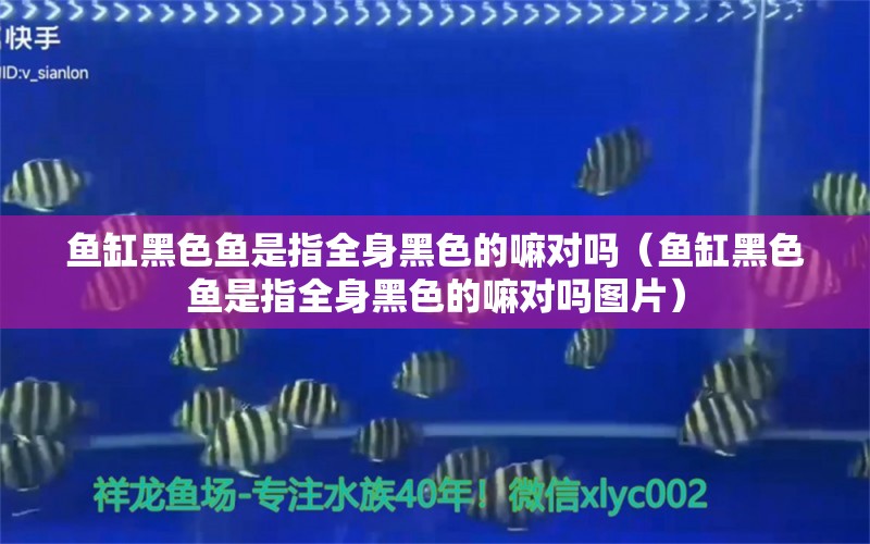 魚缸黑色魚是指全身黑色的嘛對嗎（魚缸黑色魚是指全身黑色的嘛對嗎圖片）