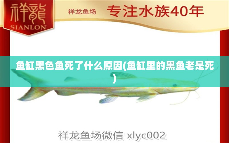 魚缸黑色魚死了什么原因(魚缸里的黑魚老是死) 申古三間魚