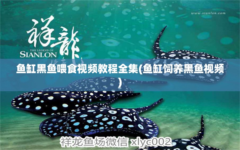 魚缸黑魚喂食視頻教程全集(魚缸飼養(yǎng)黑魚視頻) 黃寬帶蝴蝶魚