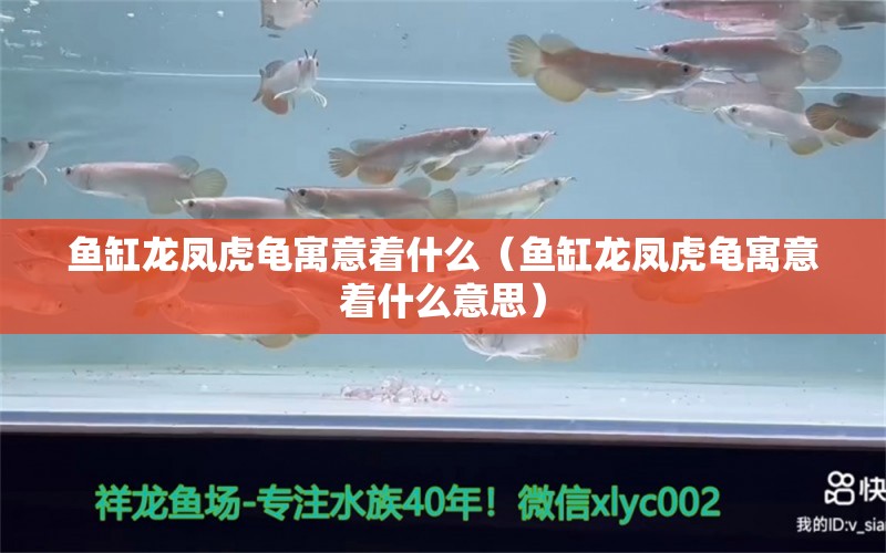 魚缸龍鳳虎龜寓意著什么（魚缸龍鳳虎龜寓意著什么意思） 烏龜