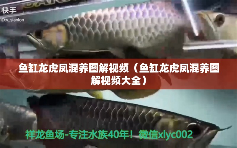 魚缸龍虎鳳混養(yǎng)圖解視頻（魚缸龍虎鳳混養(yǎng)圖解視頻大全）