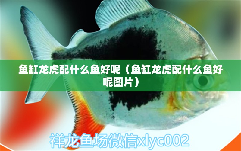 魚(yú)缸龍虎配什么魚(yú)好呢（魚(yú)缸龍虎配什么魚(yú)好呢圖片） 祥龍水族醫(yī)院