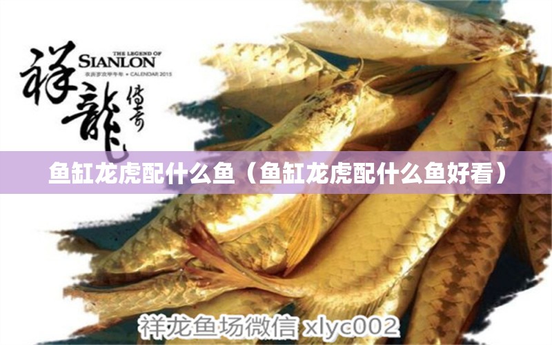 魚缸龍虎配什么魚（魚缸龍虎配什么魚好看） 廣州龍魚批發(fā)市場(chǎng)