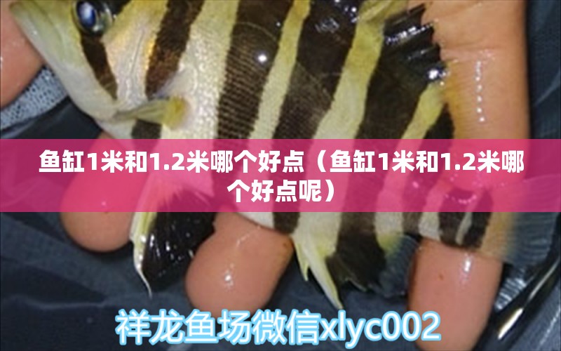 魚缸1米和1.2米哪個(gè)好點(diǎn)（魚缸1米和1.2米哪個(gè)好點(diǎn)呢）