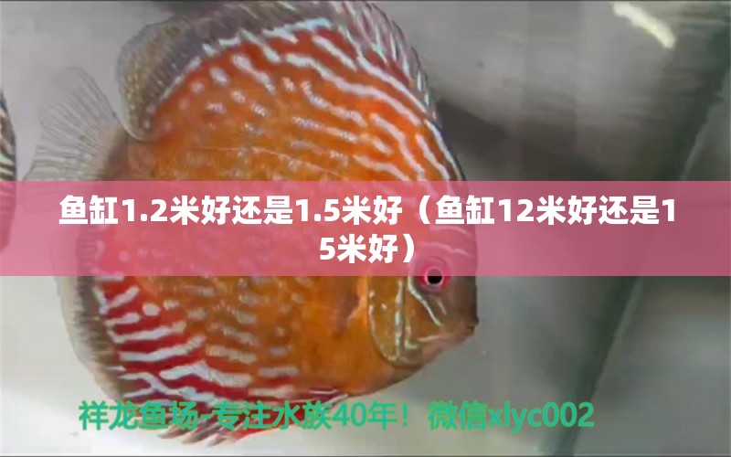 魚缸1.2米好還是1.5米好（魚缸12米好還是15米好） 魚缸百科