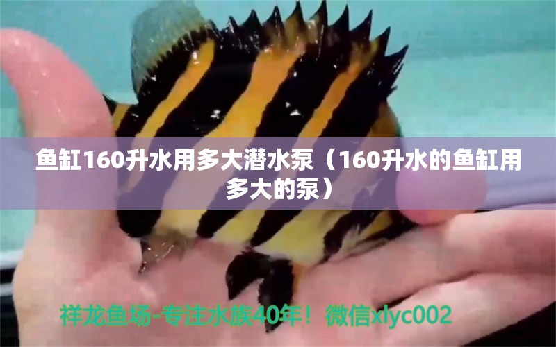 魚缸160升水用多大潛水泵（160升水的魚缸用多大的泵） 印尼虎苗