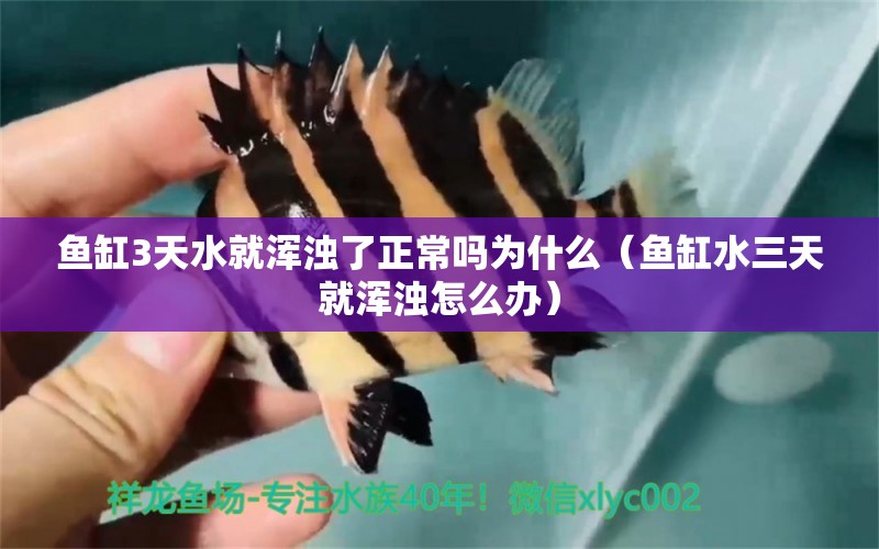 魚缸3天水就渾濁了正常嗎為什么（魚缸水三天就渾濁怎么辦） 廣州觀賞魚批發(fā)市場