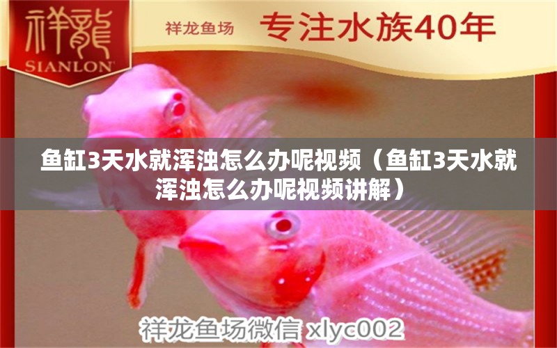 魚缸3天水就渾濁怎么辦呢視頻（魚缸3天水就渾濁怎么辦呢視頻講解）