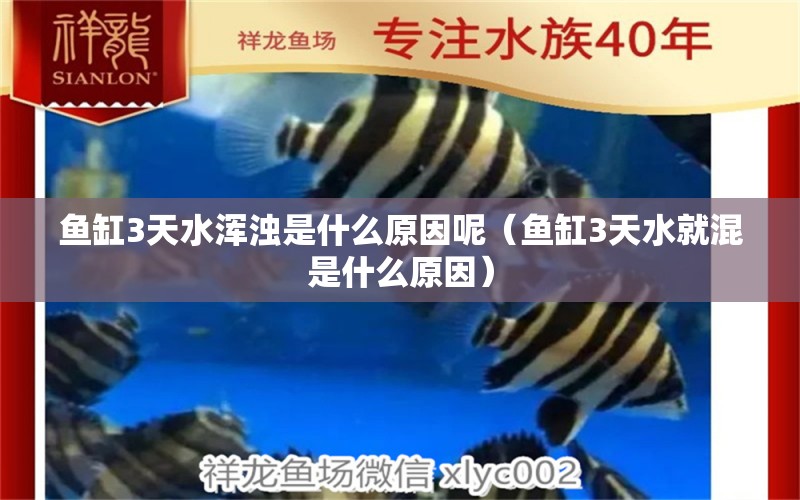 魚缸3天水渾濁是什么原因呢（魚缸3天水就混是什么原因） 名貴錦鯉魚