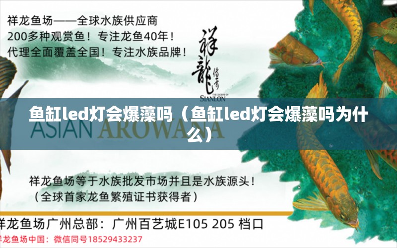 魚缸led燈會爆藻嗎（魚缸led燈會爆藻嗎為什么）