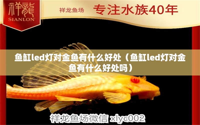 魚缸led燈對金魚有什么好處（魚缸led燈對金魚有什么好處嗎） 祥龍水族醫(yī)院