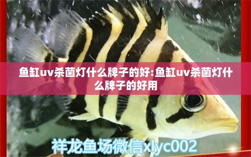 魚缸uv殺菌燈什么牌子的好:魚缸uv殺菌燈什么牌子的好用 麥肯斯銀版魚 第1張