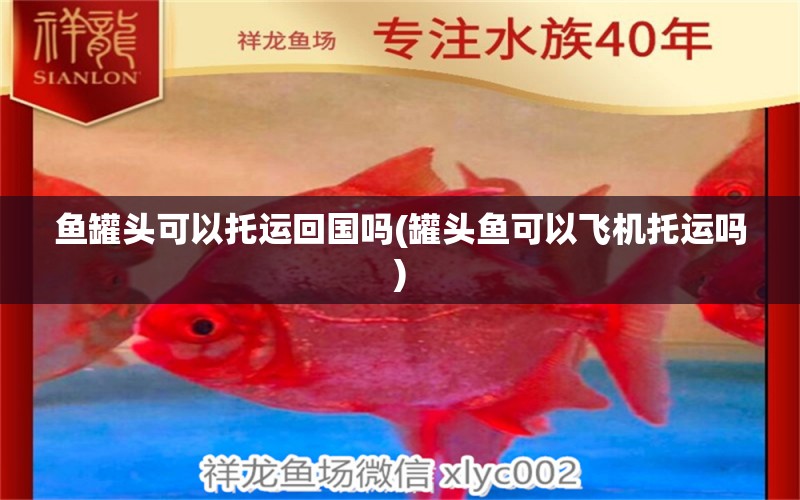 魚罐頭可以托運(yùn)回國嗎(罐頭魚可以飛機(jī)托運(yùn)嗎) 細(xì)線銀板魚苗