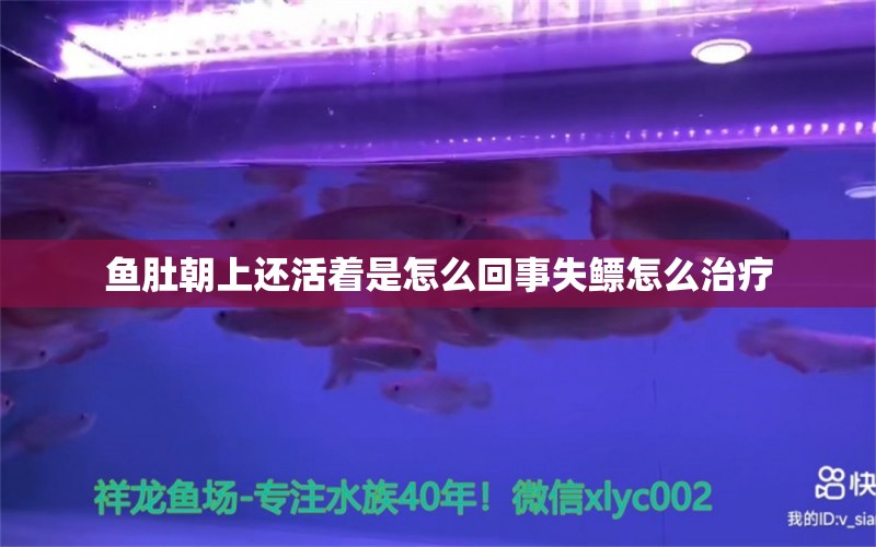 魚肚朝上還活著是怎么回事失鰾怎么治療 翡翠鳳凰魚 第2張