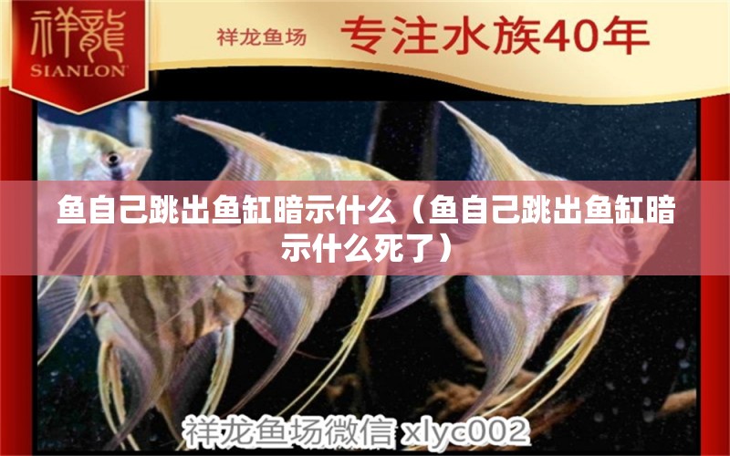 魚自己跳出魚缸暗示什么（魚自己跳出魚缸暗示什么死了） 赤焰中國虎魚