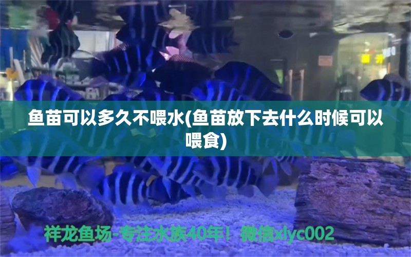 魚苗可以多久不喂水(魚苗放下去什么時(shí)候可以喂食) 生態(tài)瓶/創(chuàng)意缸/桌面微景缸