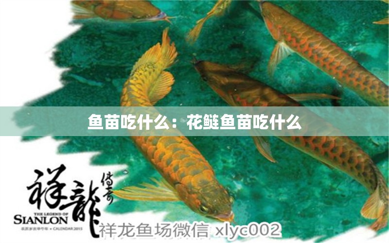 魚苗吃什么：花鰱魚苗吃什么 觀賞魚