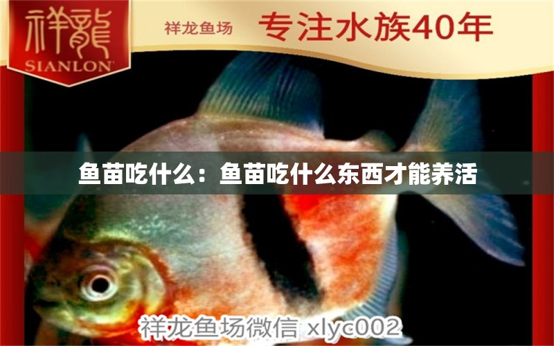 魚苗吃什么：魚苗吃什么東西才能養(yǎng)活 三色錦鯉魚