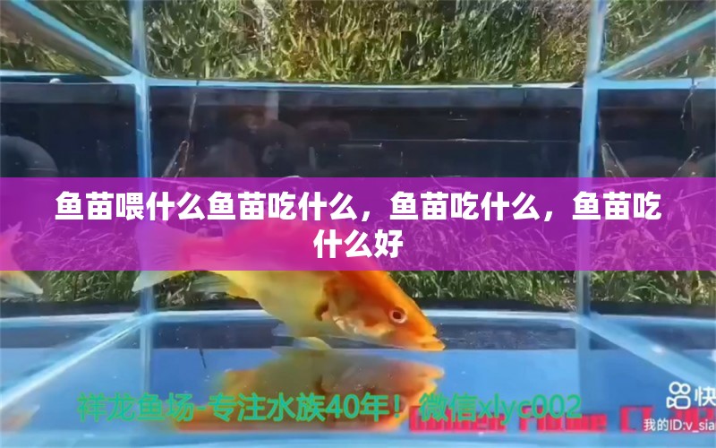 魚苗喂什么魚苗吃什么，魚苗吃什么，魚苗吃什么好 元寶鳳凰魚