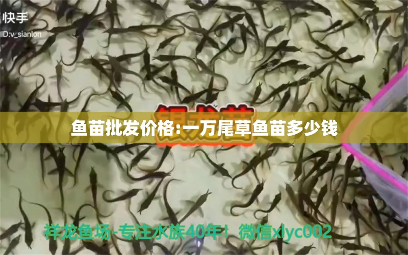 魚苗批發(fā)價格:一萬尾草魚苗多少錢