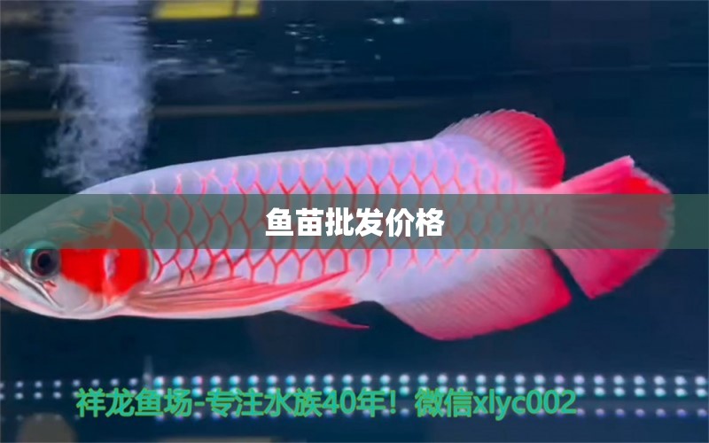 魚(yú)苗批發(fā)價(jià)格 龍魚(yú)批發(fā)