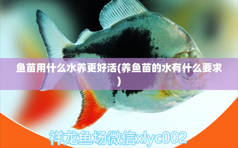 魚(yú)苗用什么水養(yǎng)更好活(養(yǎng)魚(yú)苗的水有什么要求) 虎魚(yú)魚(yú)苗