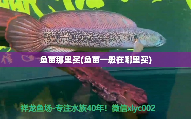 魚苗那里買(魚苗一般在哪里買) 黑桃A魚