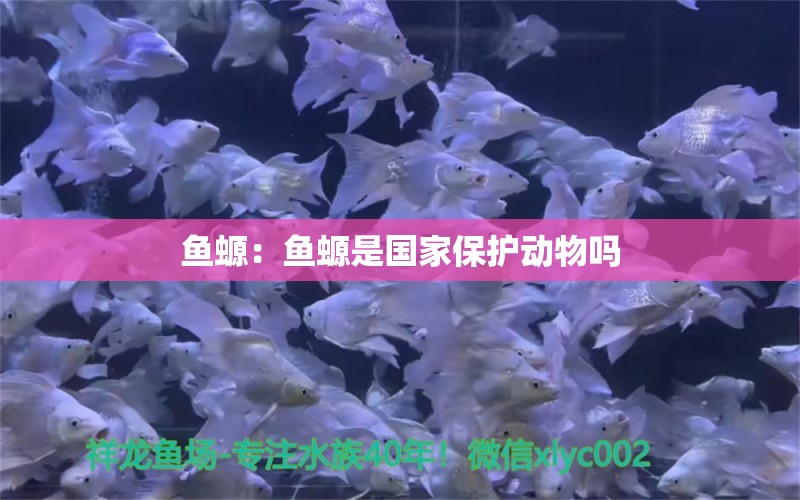 魚螈：魚螈是國(guó)家保護(hù)動(dòng)物嗎 觀賞魚