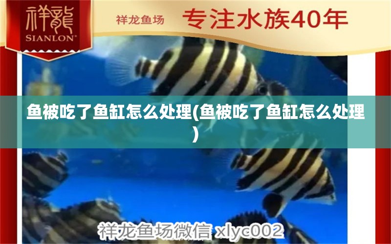 魚被吃了魚缸怎么處理(魚被吃了魚缸怎么處理) 綠皮辣椒小紅龍