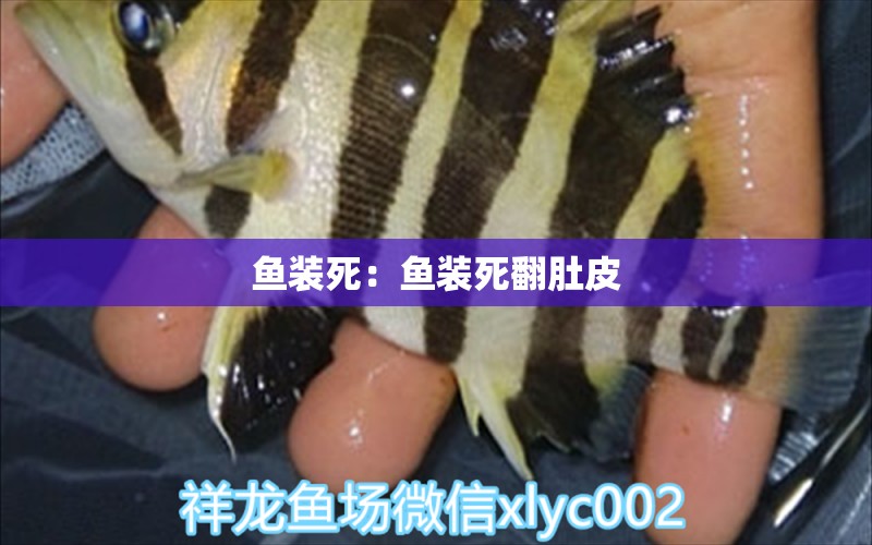 魚(yú)裝死：魚(yú)裝死翻肚皮