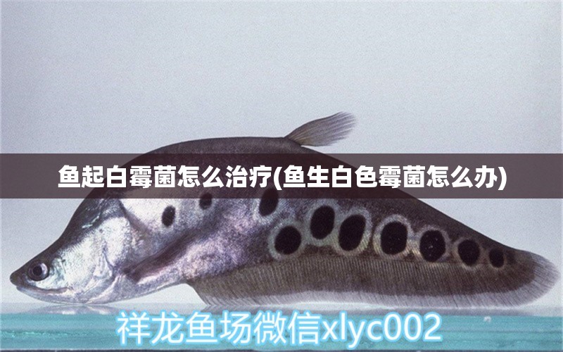 魚起白霉菌怎么治療(魚生白色霉菌怎么辦) 白化火箭魚