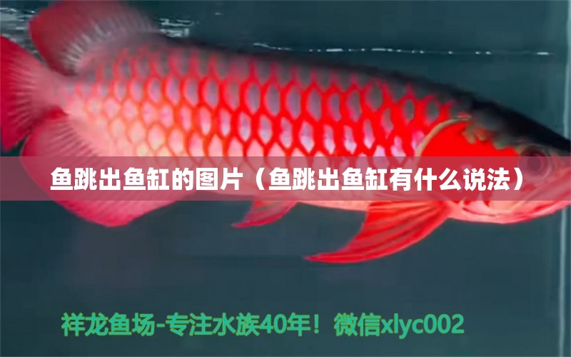 魚跳出魚缸的圖片（魚跳出魚缸有什么說法） 祥禾Super Red紅龍魚